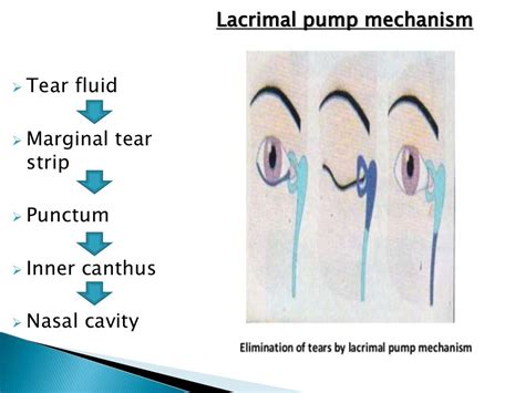 tear film test ppt|marginal tear film ppt.